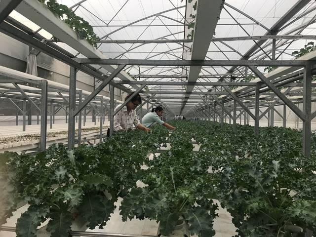 Model of growing vegetables in a greenhouse at QTSC's Agriculture Center of Excellence